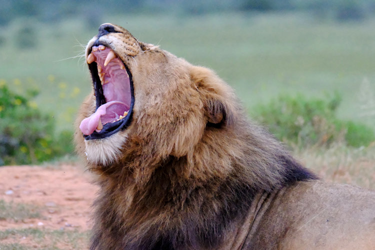 Shamwari lion roar